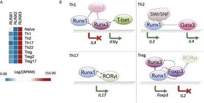 Runx Transcription Factors in T Cells—What Is Beyond Thymic Development?